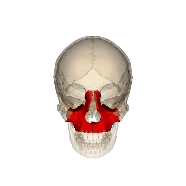Rotation Maxilla
