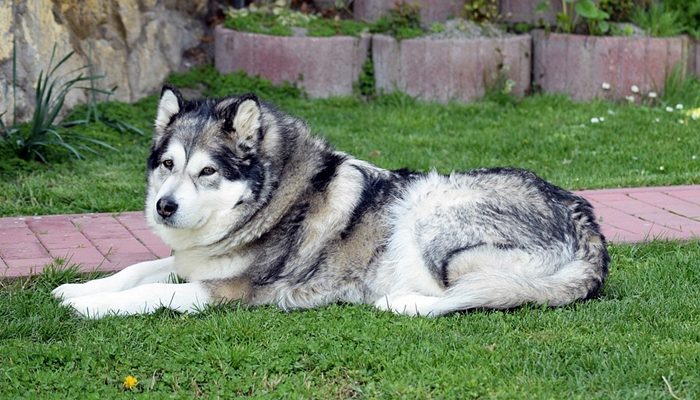 Malamute Alaskan 700x400