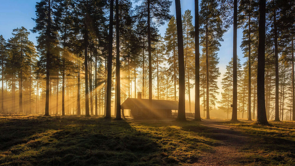 Asocijacija prirodne i sumske medicine forest