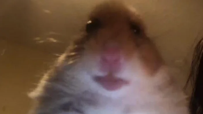 1605542306568