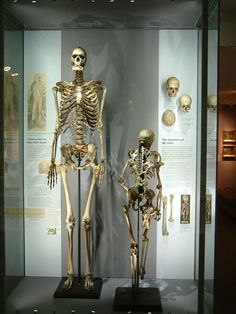 76bd43c971da72422447d07b6ee4757e  doctor who skeletons