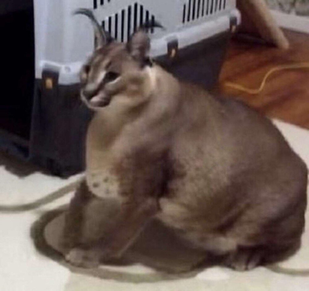 72918986