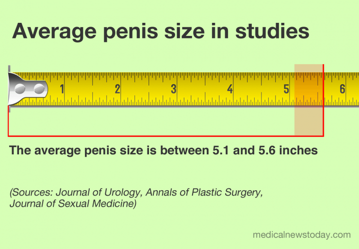 Average penis size in studies Average penis size in studies