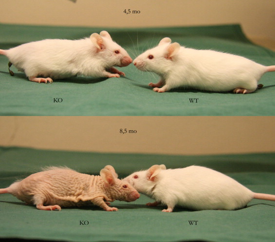 1 s20 S0306453009002145 gr1