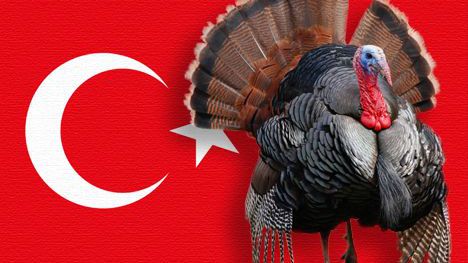   opt  aboutcom  coeus  resources  content migration  treehugger  images  2011  10  turkey fla