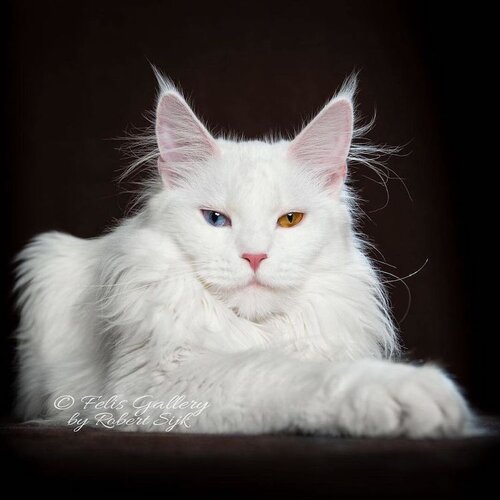 Maine coon cat photography 7