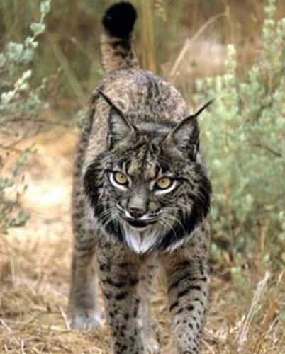 Iberian lynx x