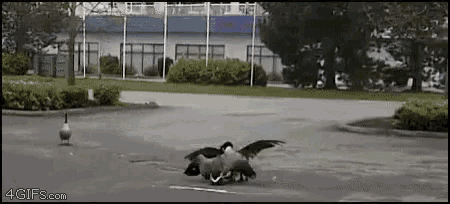 832327-6a66be08e3a88528f54fc2102f07d496.png