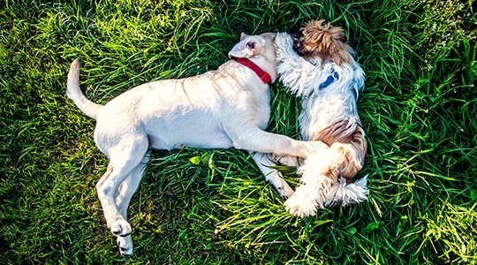Two dogs laying in a grass field
