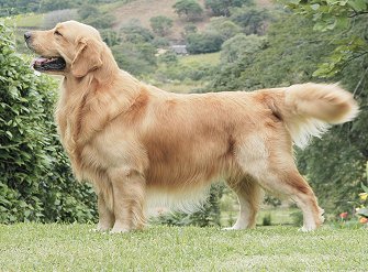 Goldenretrieversf4
