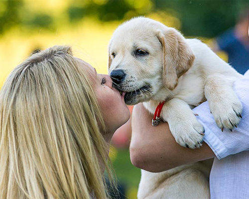 Lab yellow puppy kisses approved 500x400