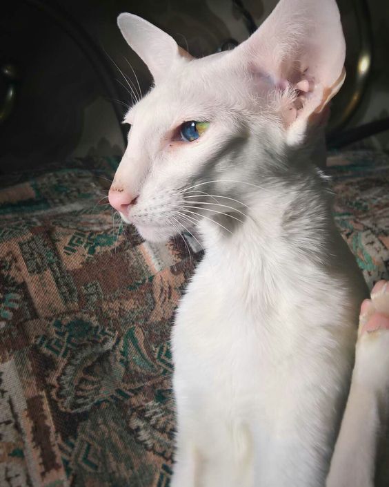 B4e63a780431b7f33948a44b38484b3f