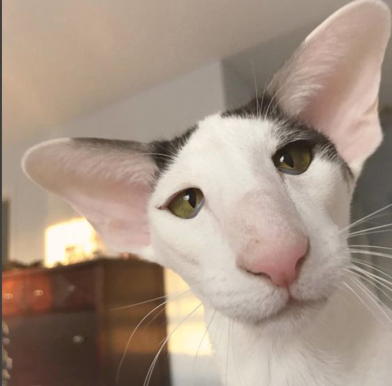 8674b52b70e2fd4a3a81948b6ad93ee4