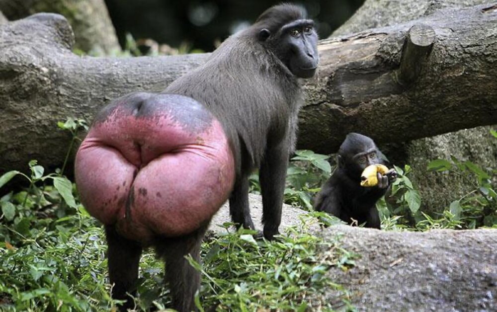 Baboonmax