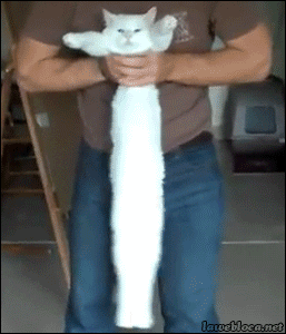 CF401010 0D47 4C38 B2E2 E9BD21B5D5CA