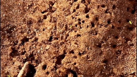 IdolizedFrightenedLarva size restricted