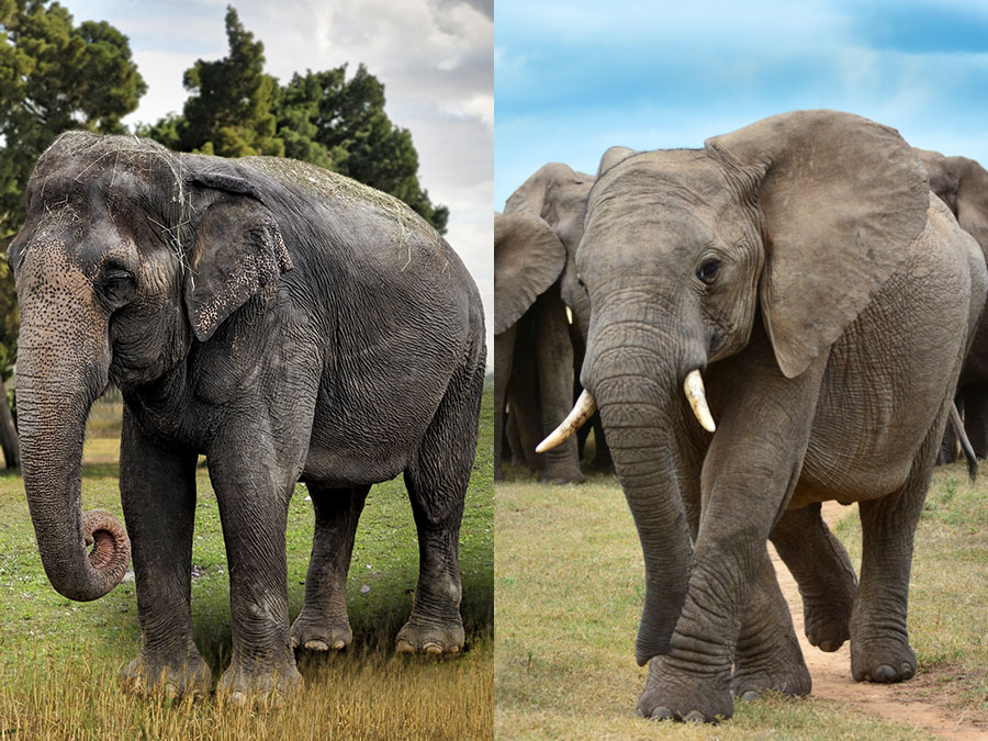 Asian side elephant African