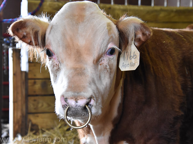 Cow