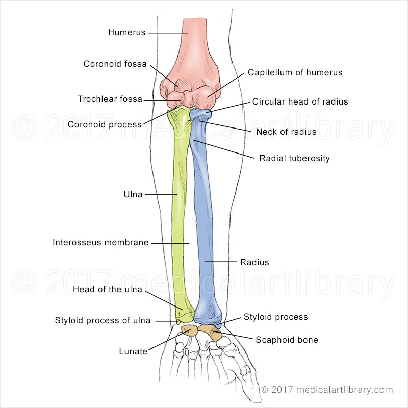 Arm bones 4