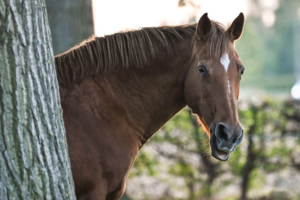 FC56DA3B 2817 4DD9 ABC2 65E63BC710DC