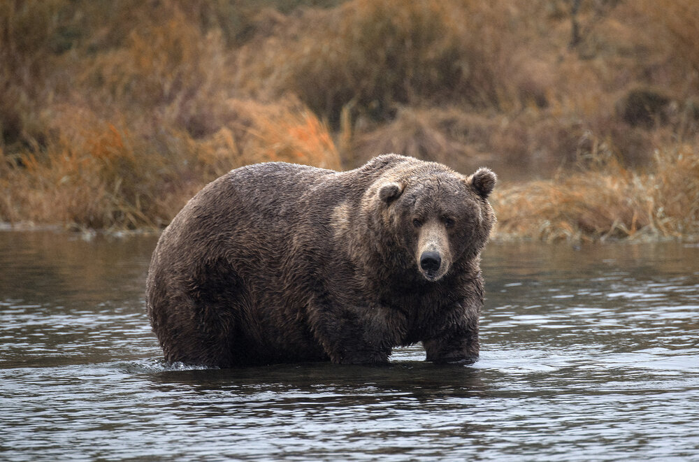 Brown bear