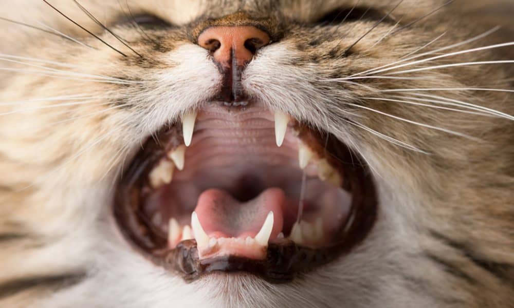 02 09 55 5 facts teeth facebook 1000x600