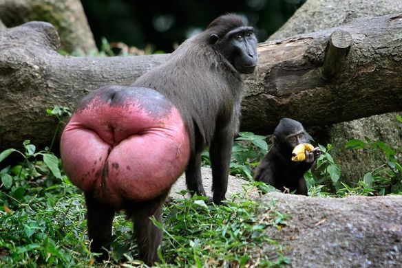 O cuzao