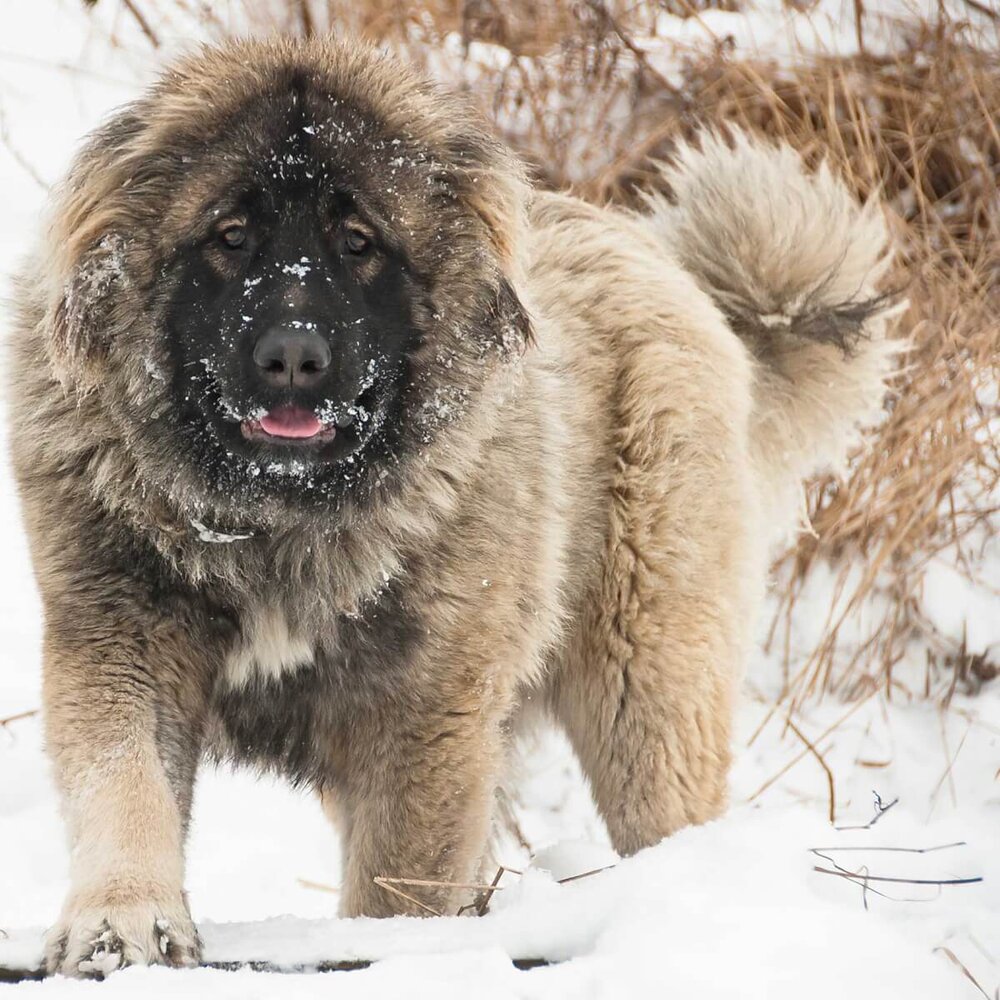 Caucasian shepherd dog i1 sz6
