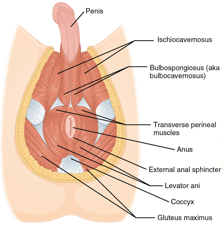 737px 1116 Muscle of the Male Perineum
