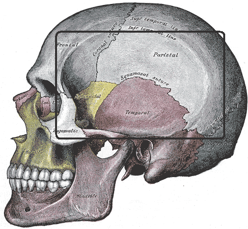Fossatemporalis