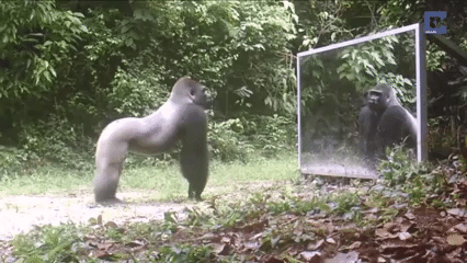 Gorilla