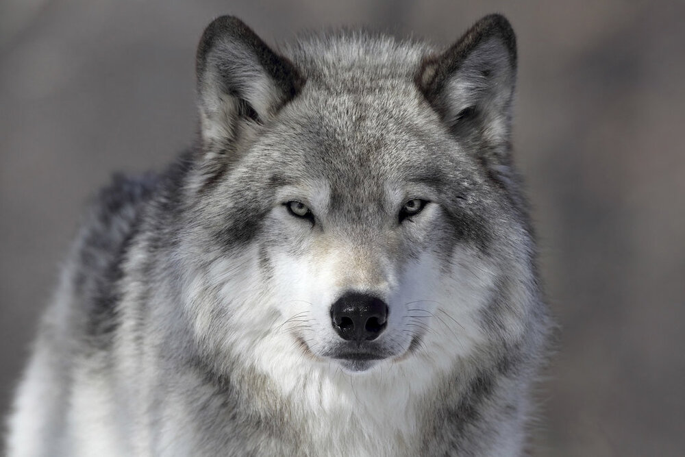 Portrait of a wolf