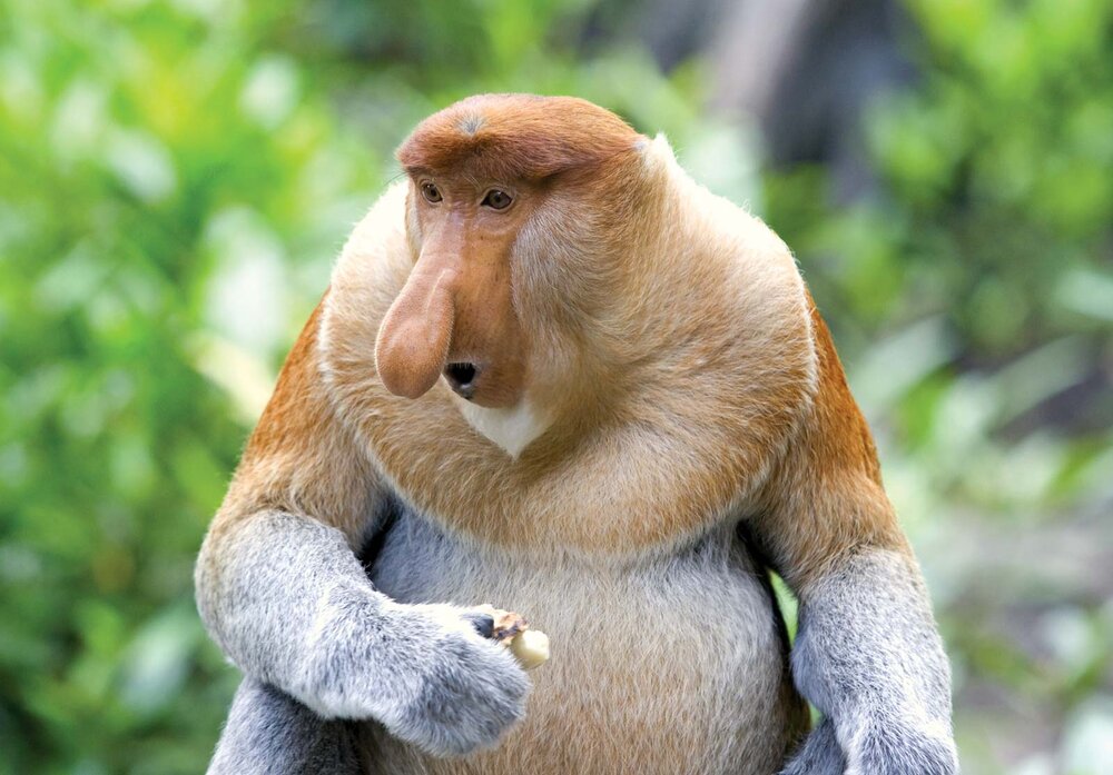 Proboscis monkey