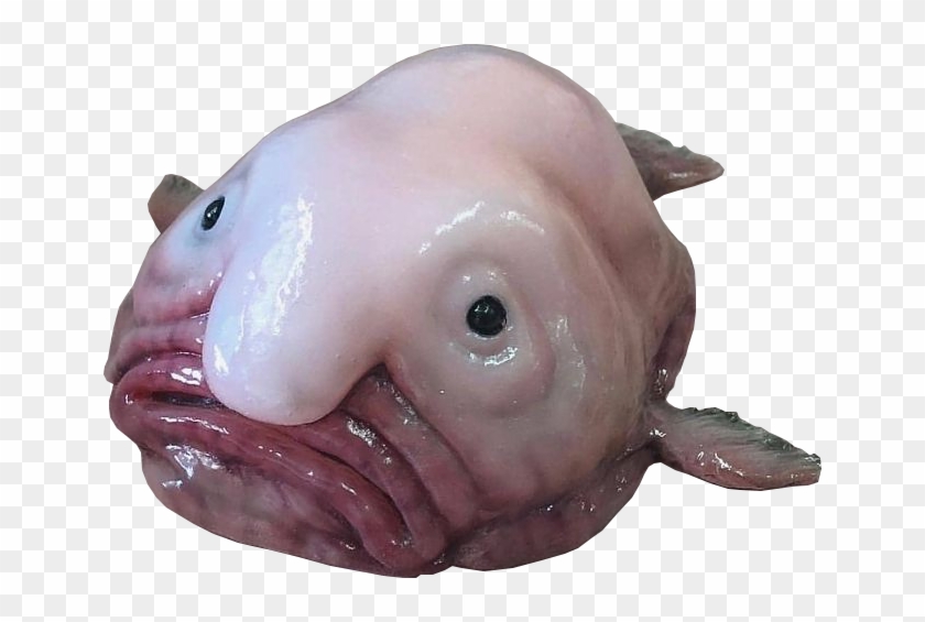 196 1962825 animalthe infamous blobfish blob fish cut out hd