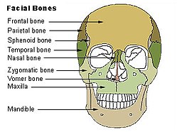 250px Illu facial bones
