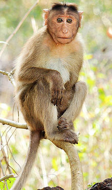 Bonnet macaque Macaca radiata Photograph By Shantanu Kuveskar