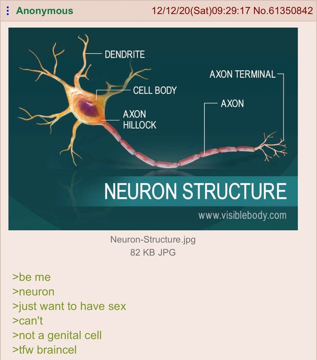 Braincel