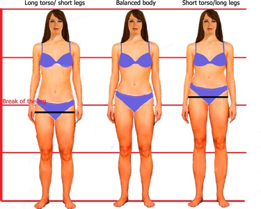 Vertical proportions color