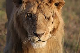 The Lion With One Eye — and His “Pride” and Joy: A Photographic Chronology  - The GateThe Gate