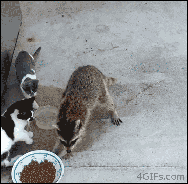 Racoonthief