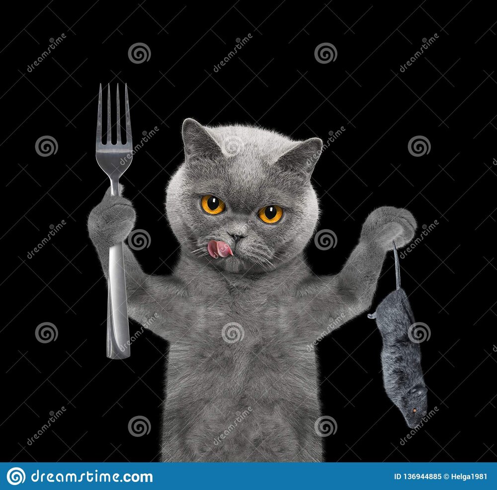 Hungry cat going to eat mouse isolated black background 136944885
