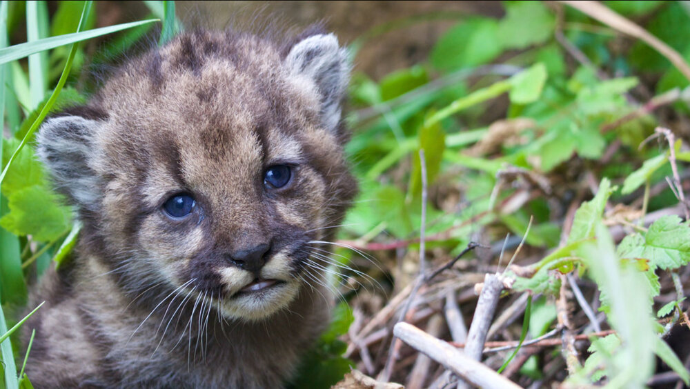 1840095 040517 kabc mountain lion cub p54 img