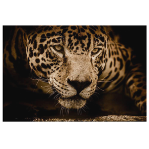 52A99994 BF16 4C65 966D 22C6F007939D