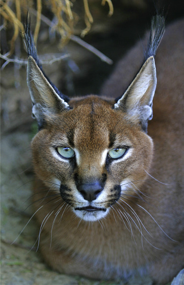 7B68BC6C 0EF0 411C A759 D96D99F42C22