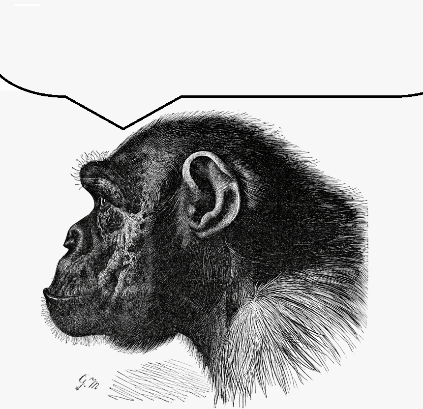 291 2914919 chimpanzee head chimpanzee profile hd png download