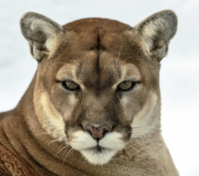 6DAA5685 DBA1 48A2 BB88 B9827F7486A4