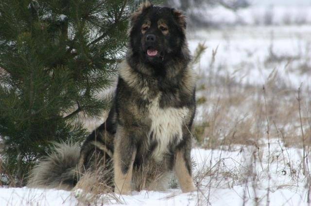  light 325539 berger du caucase