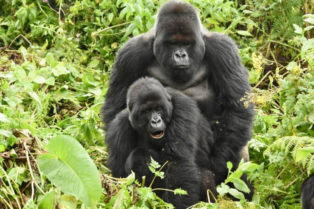 Gorilla mating  1024x682