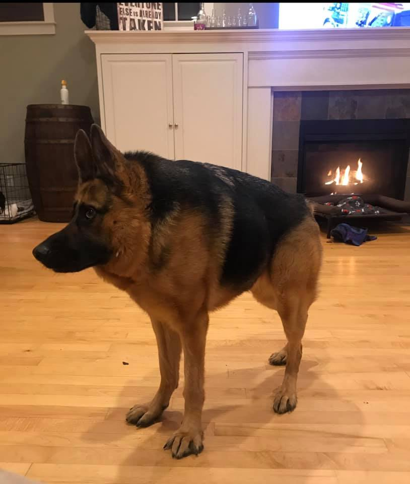 Image 1 dog short spine syndrome internet sensation quasimodo