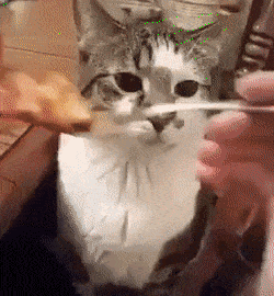 Disgustedcat